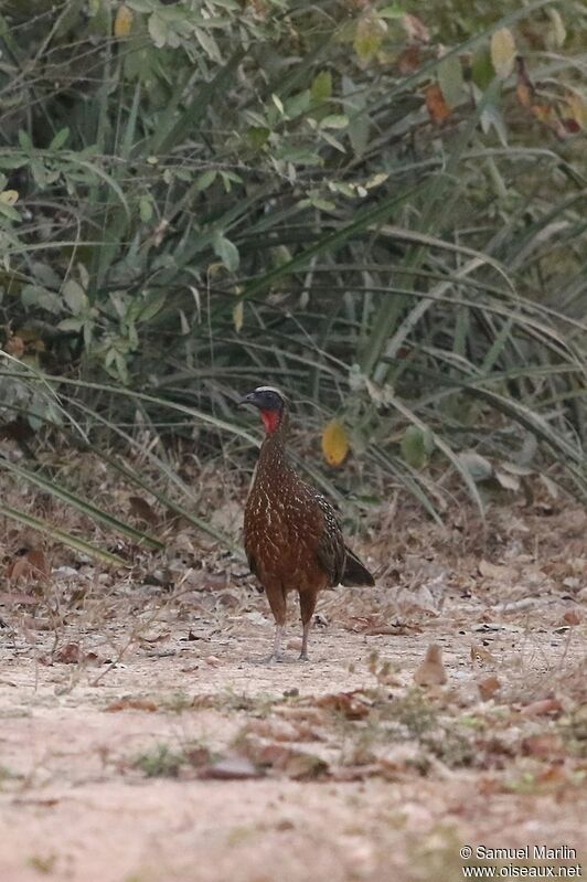 Chestnut-bellied Guanadult