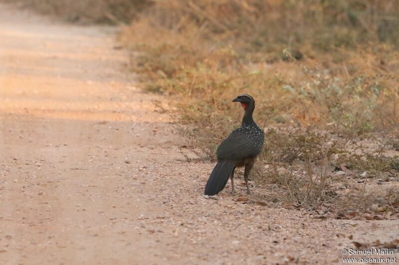 Chestnut-bellied Guanadult