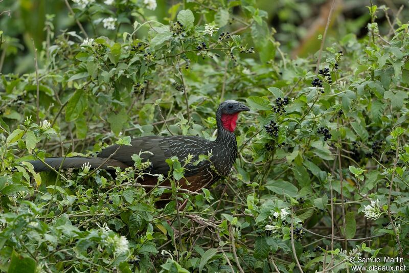 Spix's Guanadult