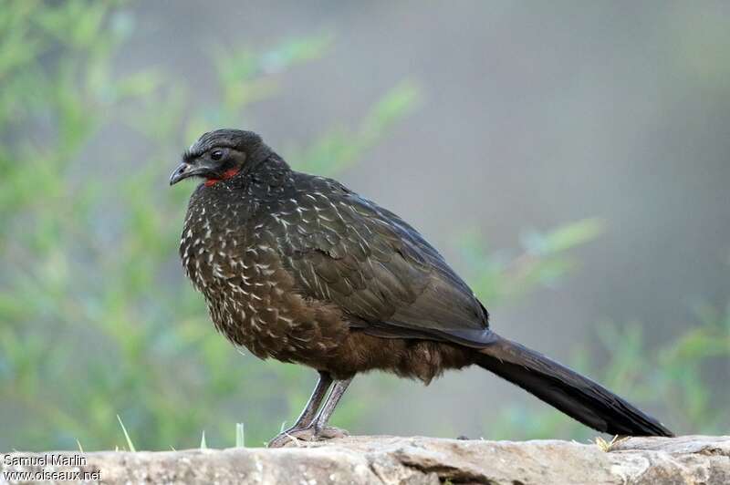 Rusty-margined Guanadult