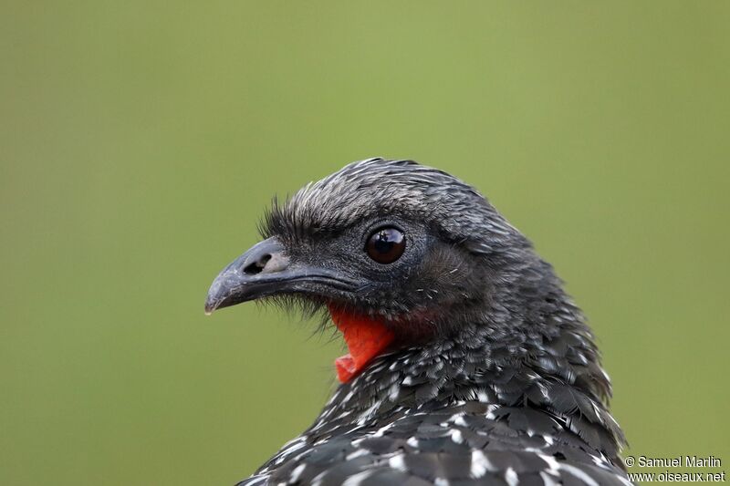 Rusty-margined Guanadult