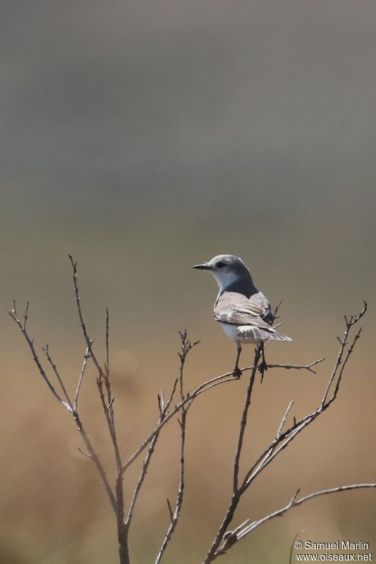 White-rumped Monjitaadult