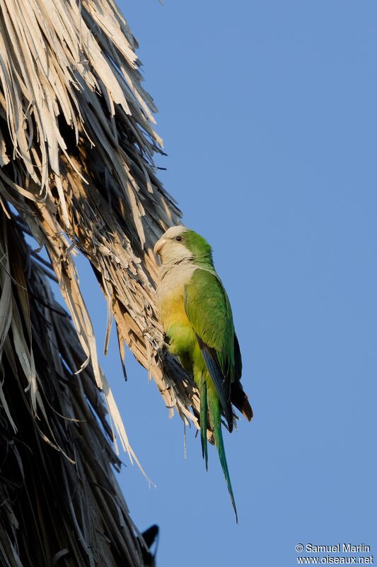 Cliff Parakeetadult