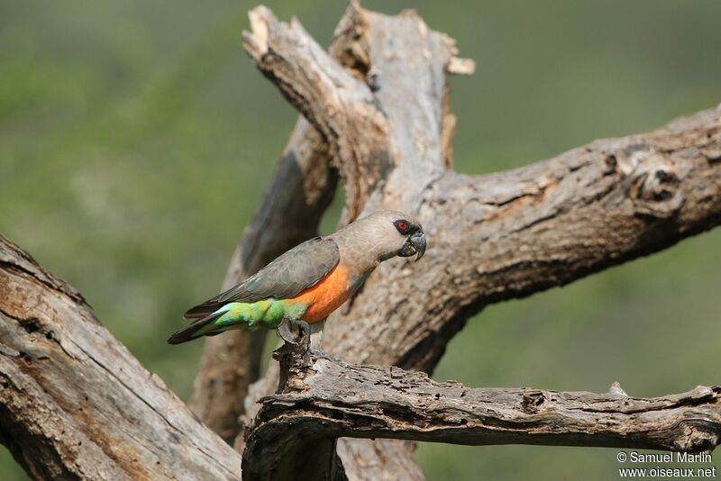 Red-bellied Parrotadult