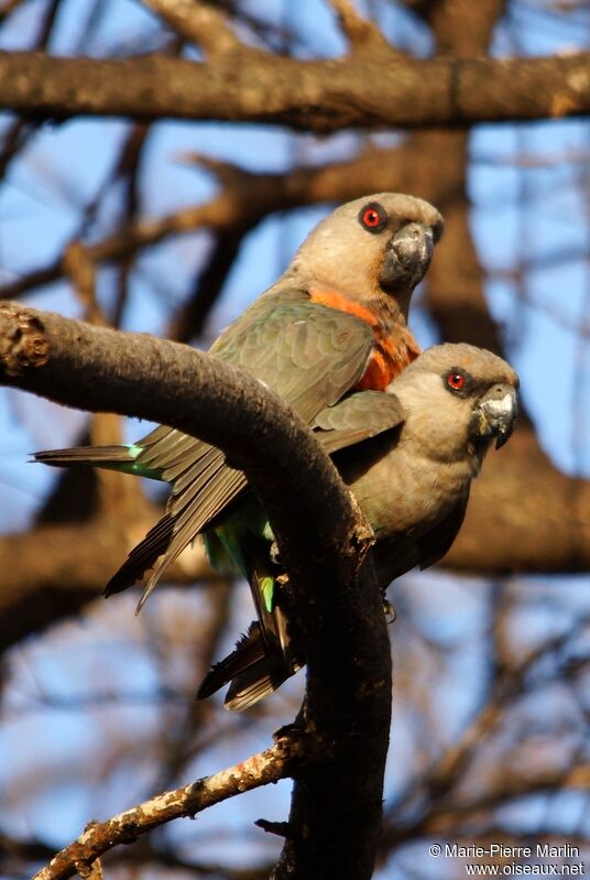 Red-bellied Parrotadult breeding, mating.