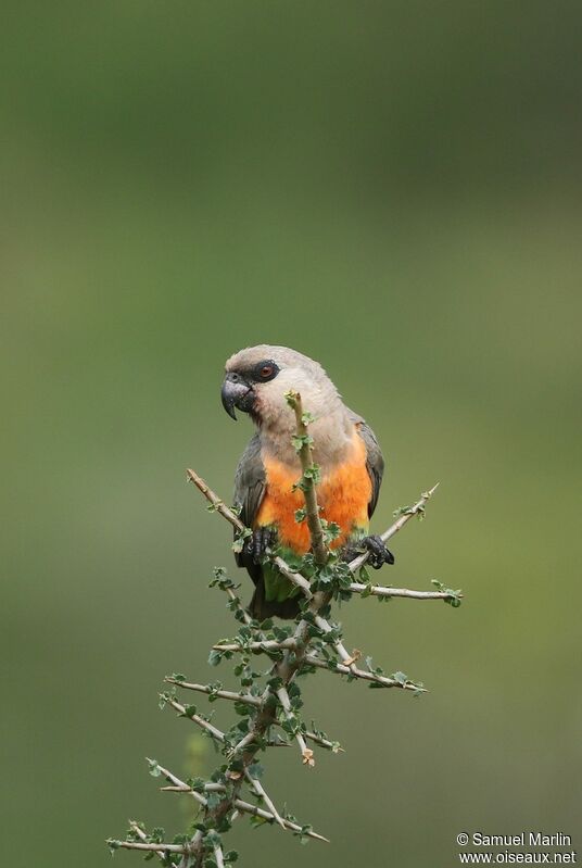 Red-bellied Parrot