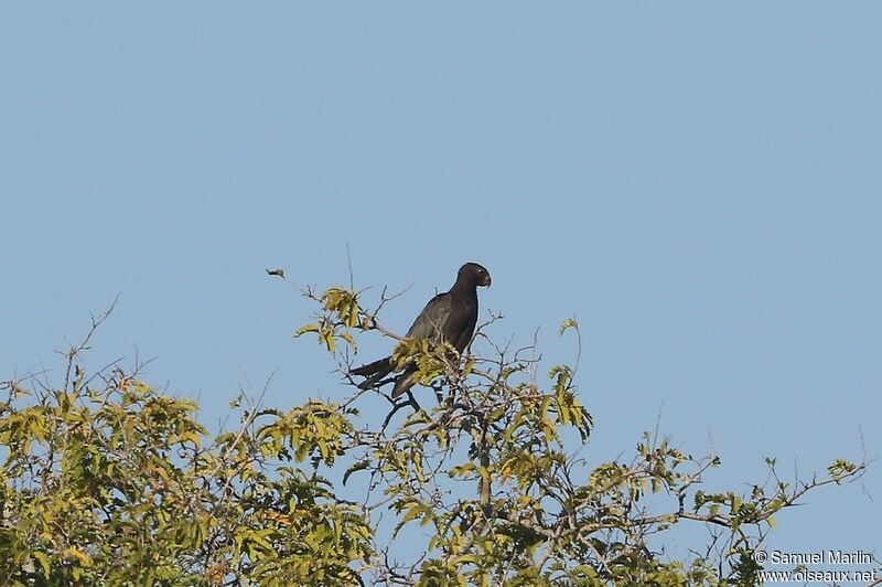 Greater Vasa Parrotadult