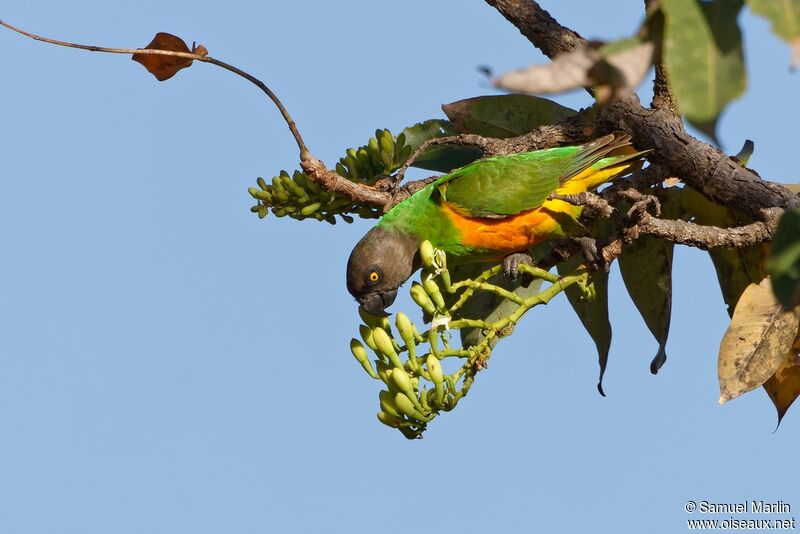 Senegal Parrotadult