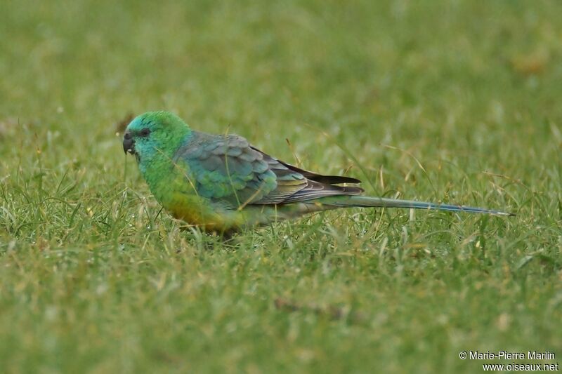 Red-rumped Parrot