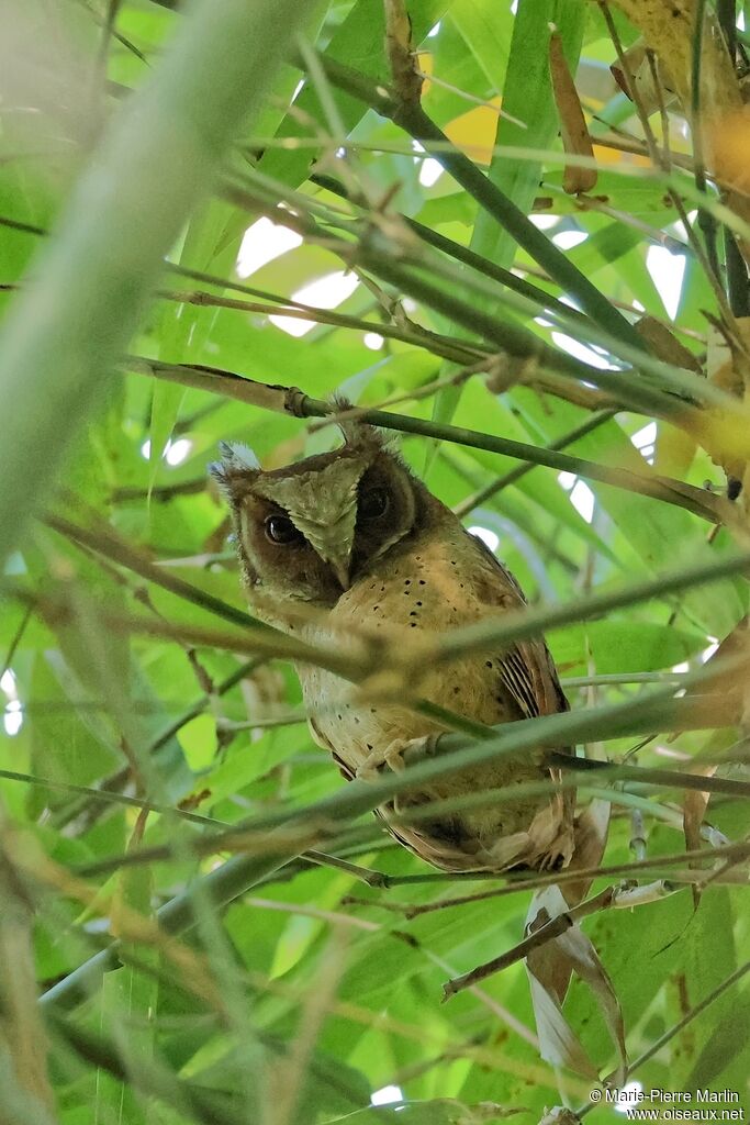 Petit-duc à front blanc