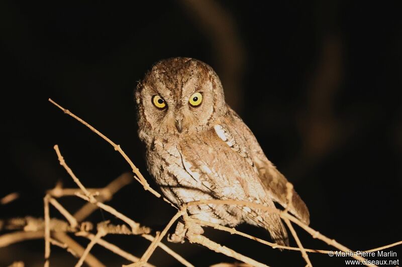 African Scops Owladult