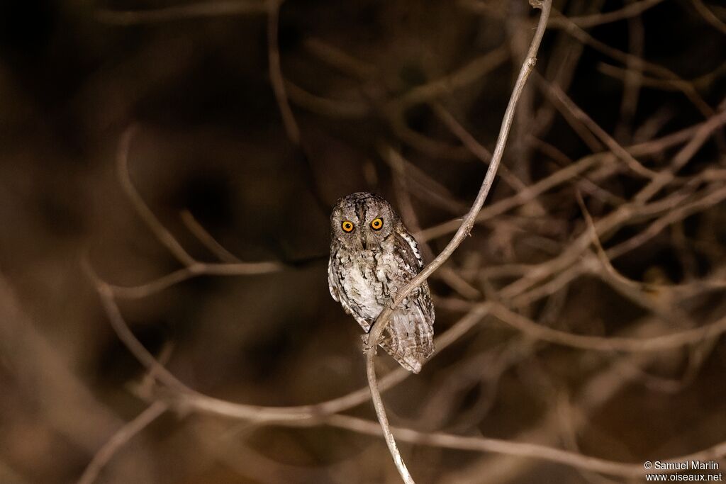 Petit-duc africainadulte