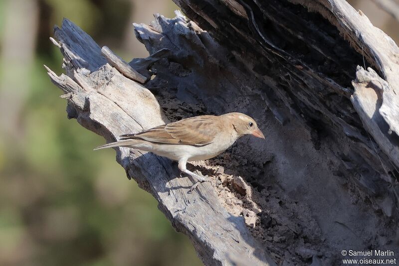 Sahel Bush Sparrowadult