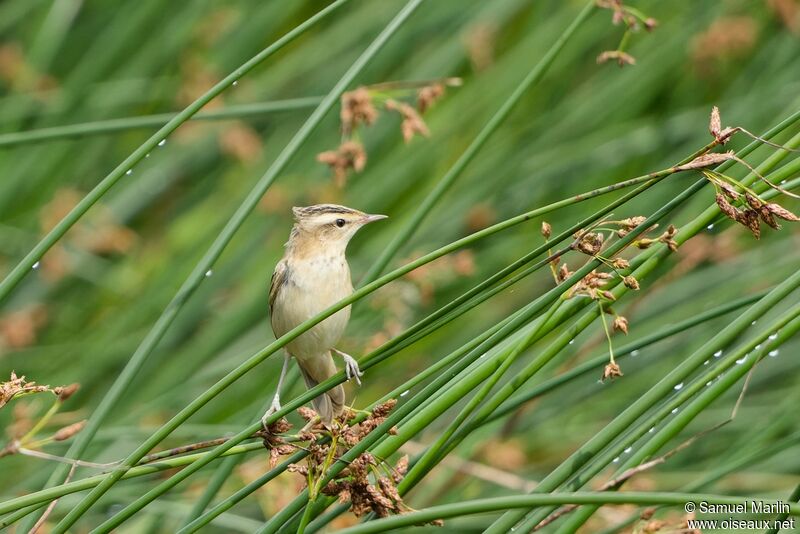 Sedge Warbleradult