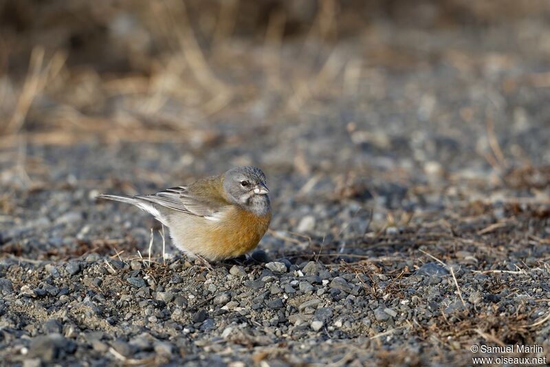 Grey-hooded Sierra Finch female adult