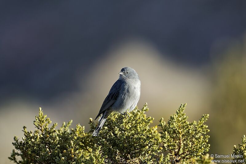 Plumbeous Sierra Finchadult