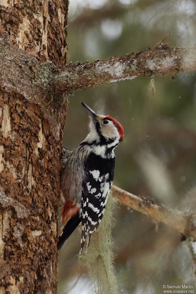 Pic à dos blanc mâle adulte