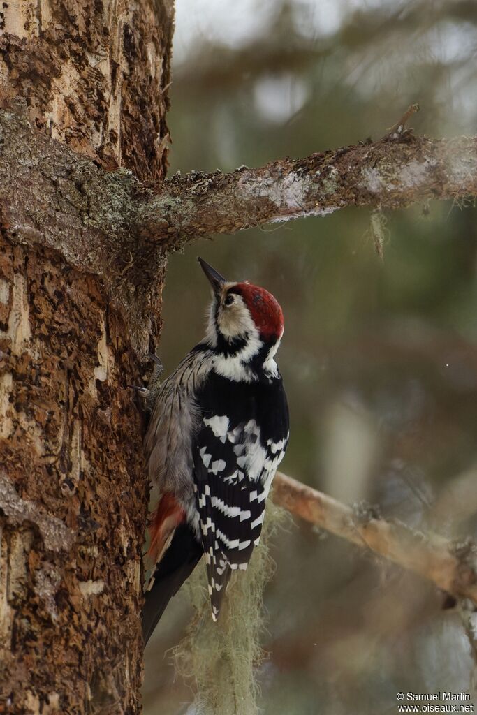Pic à dos blanc mâle adulte