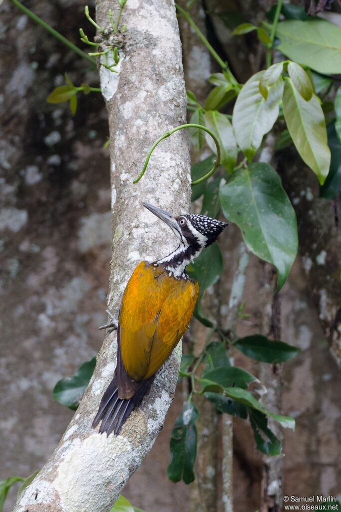 Greater Flameback female adult