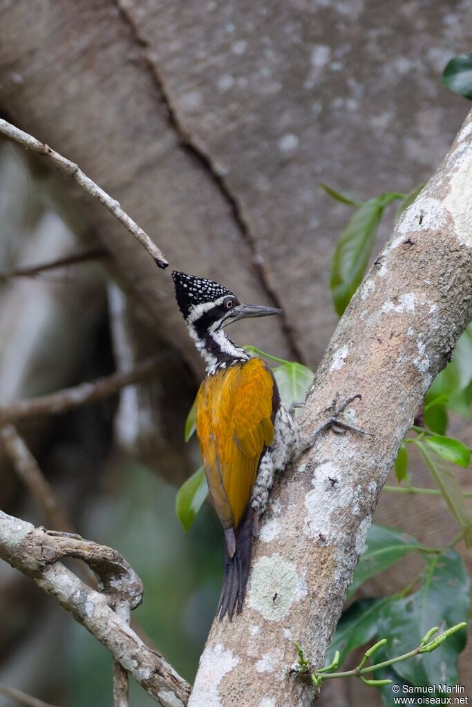 Greater Flameback female adult