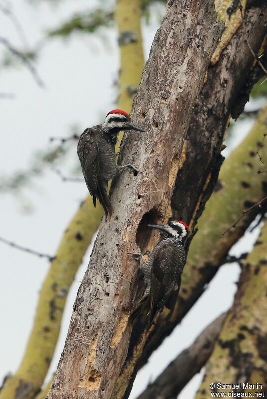 Bearded Woodpeckeradult