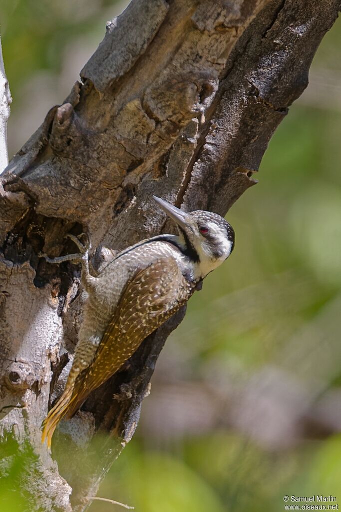 Pic barbu femelle adulte