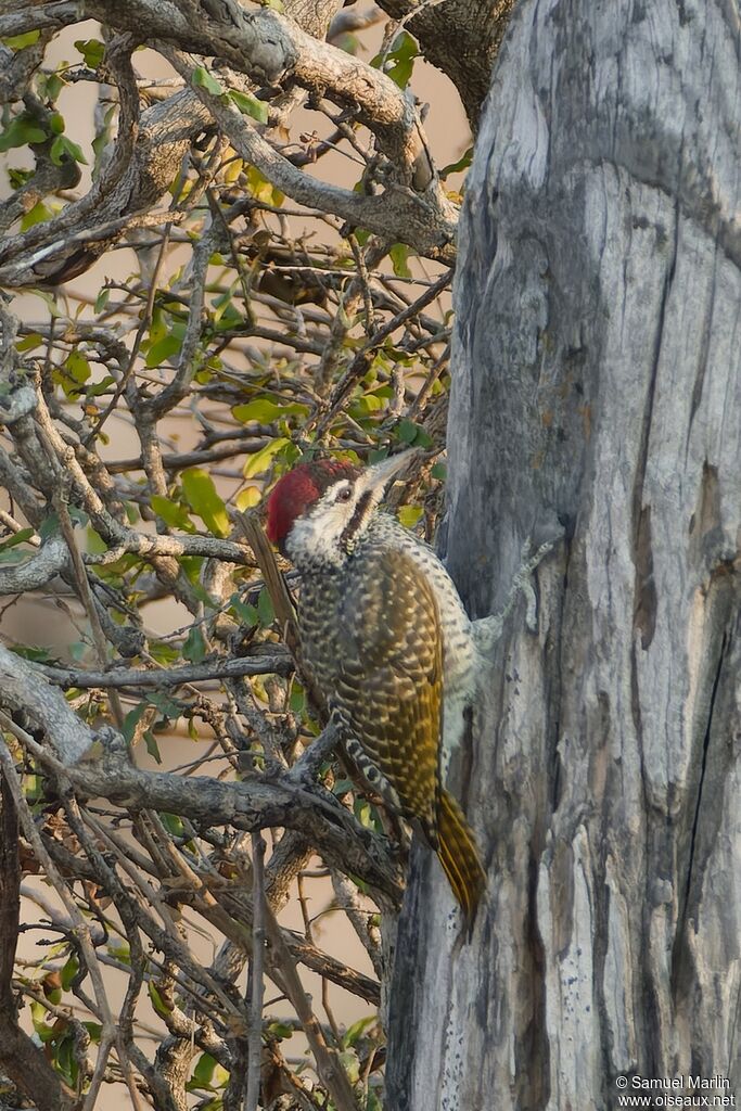 Pic de Bennett mâle adulte