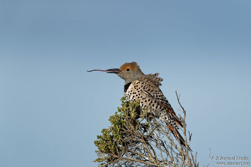 Pic flamboyantadulte, pêche/chasse