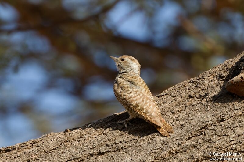 Little Grey Woodpeckeradult