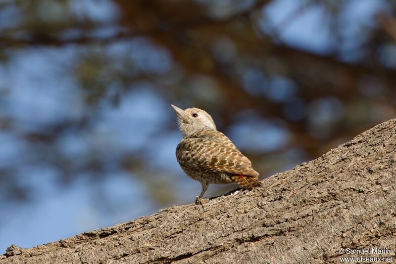 Little Grey Woodpeckeradult