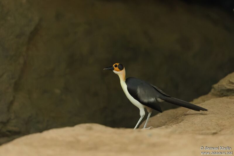 White-necked Rockfowladult