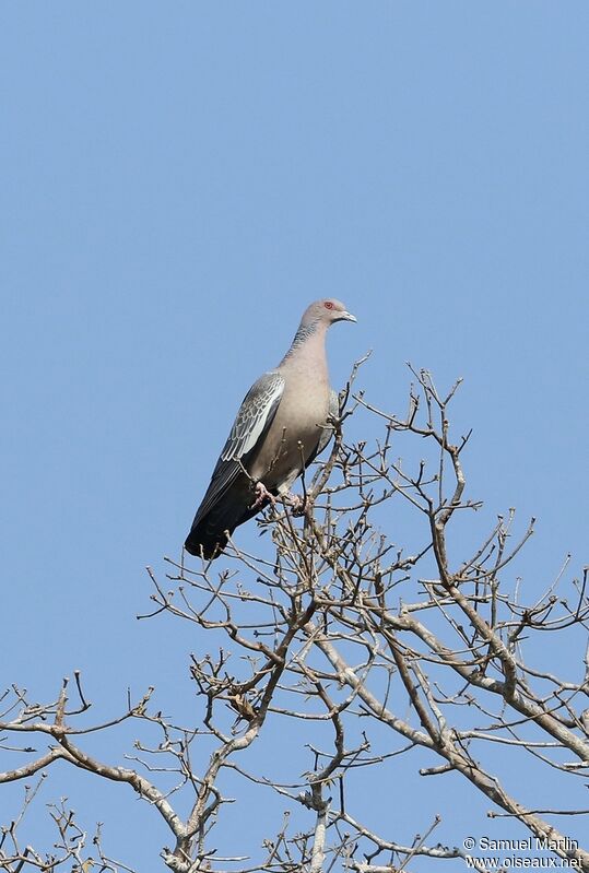 Pigeon picazuroadulte