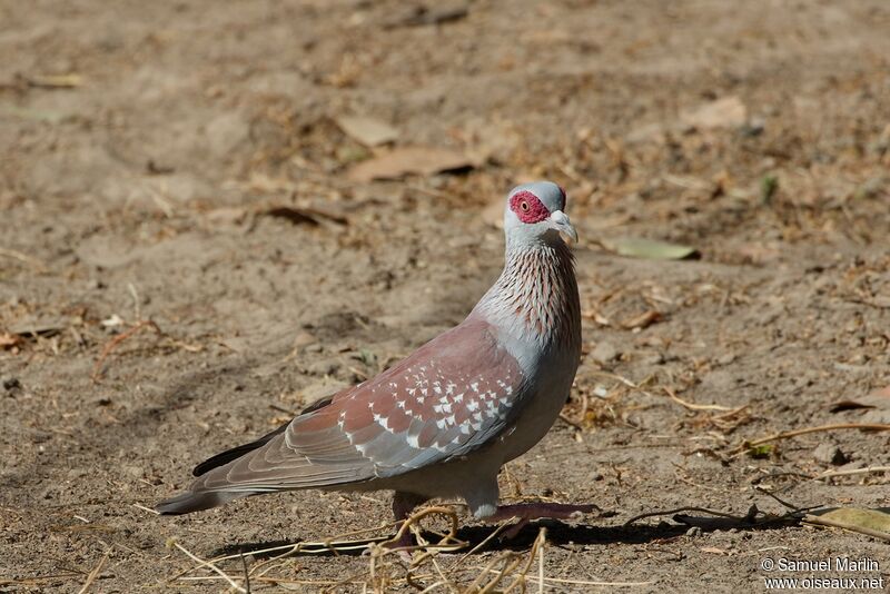 Pigeon roussardadulte