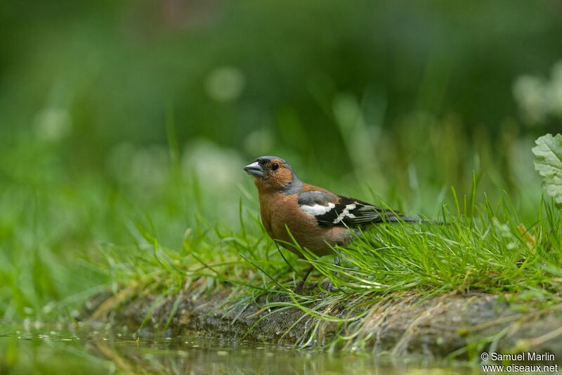 Eurasian Chaffinch