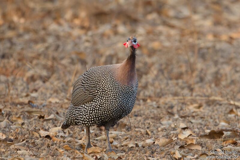 Helmeted Guineafowladult