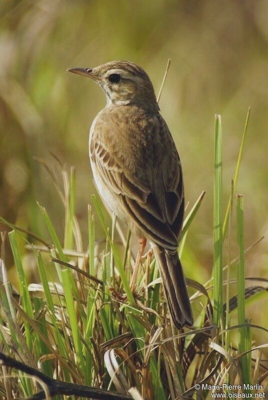 Pipit de Godlewskiadulte