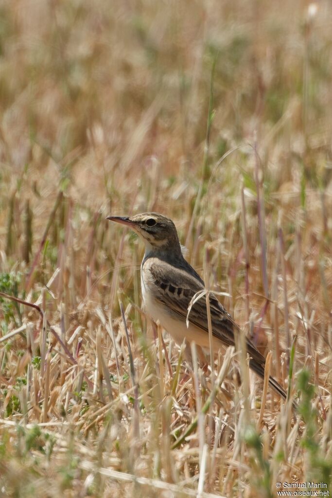 Pipit rousseline
