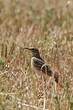 Pipit rousseline