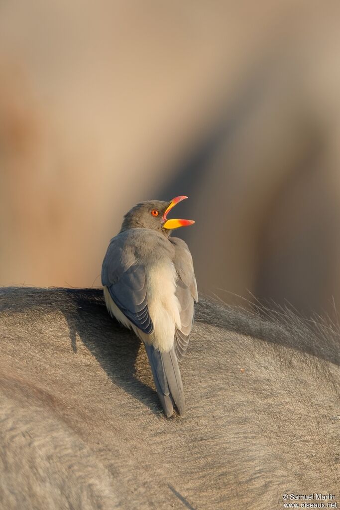 Piqueboeuf à bec jauneadulte