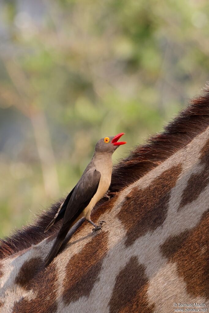 Red-billed Oxpeckeradult
