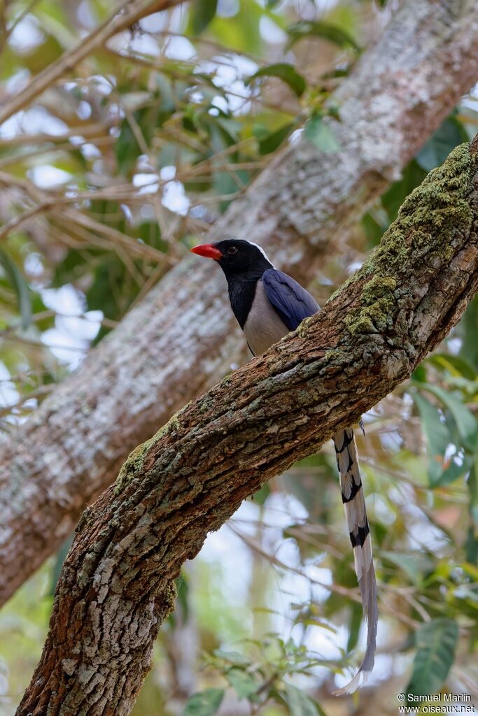 Red-billed Blue Magpie male adult