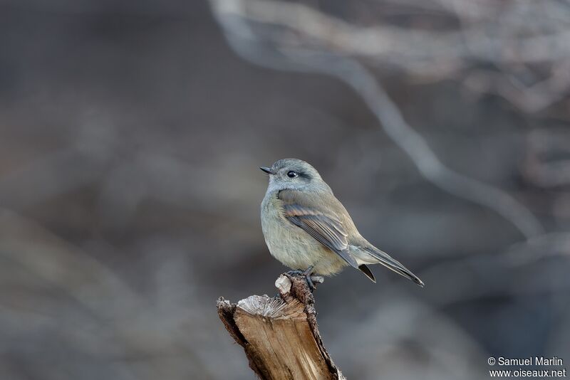 Patagonian Tyrantadult