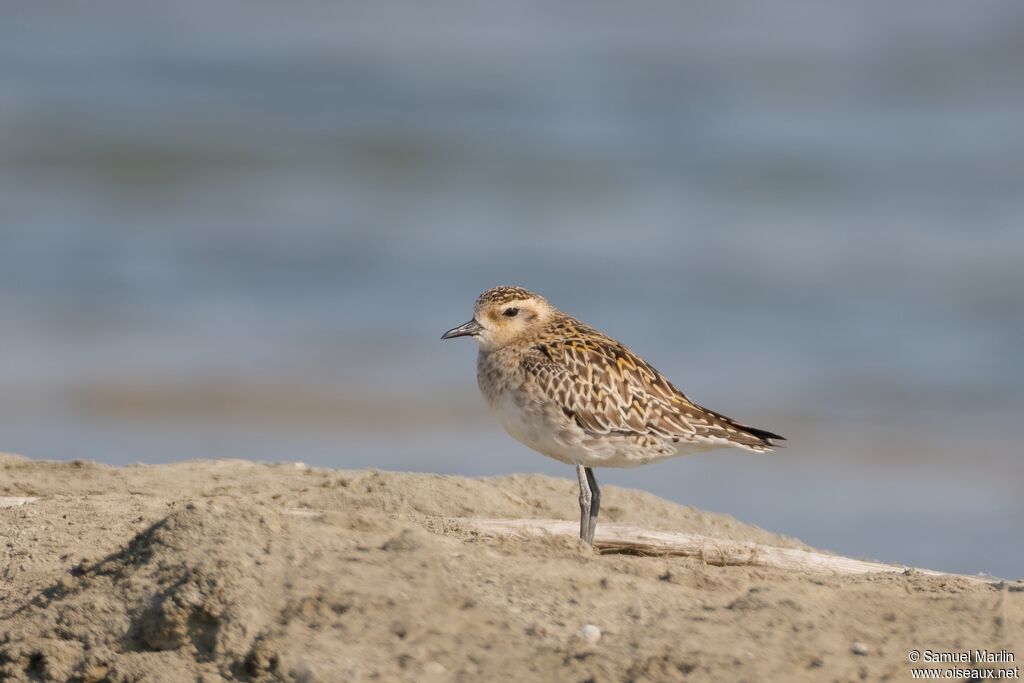 Pacific Golden Ploveradult