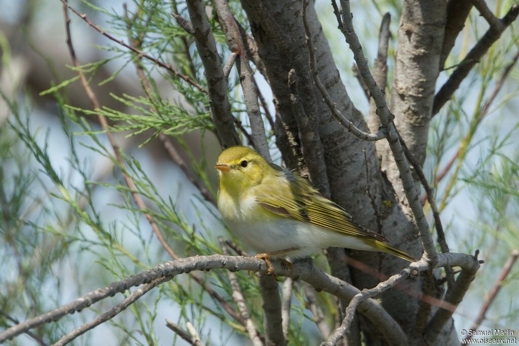 Willow Warbler