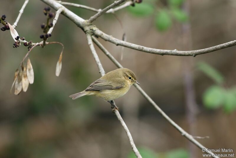 Common Chiffchaff male adult