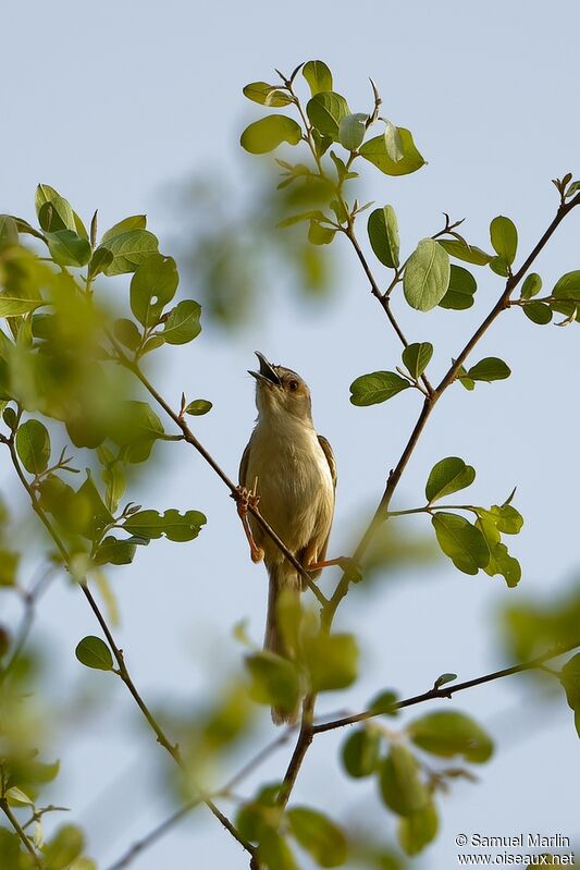 Prinia à ailes roussesadulte, chant