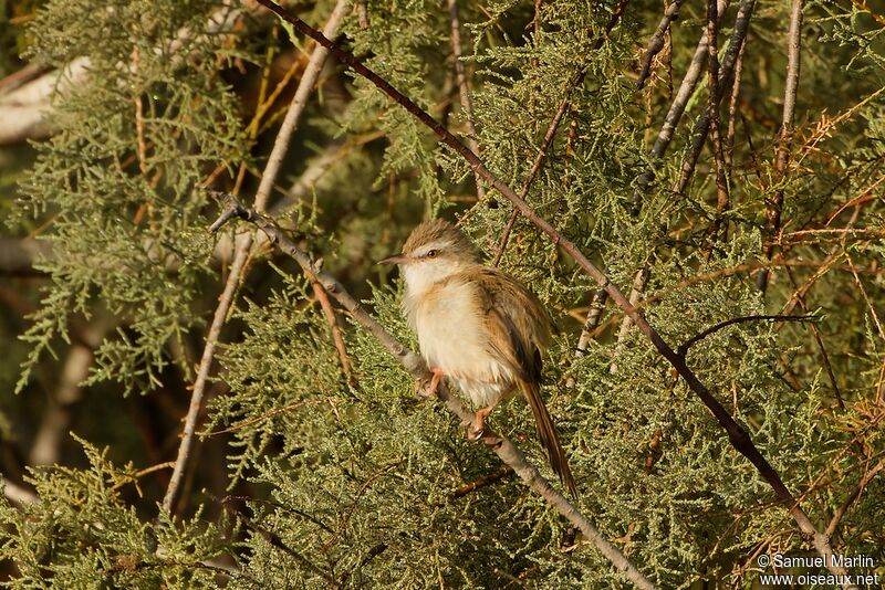 Prinia aquatiqueadulte