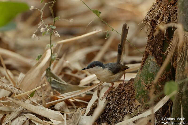 Prinia cendrée mâle adulte