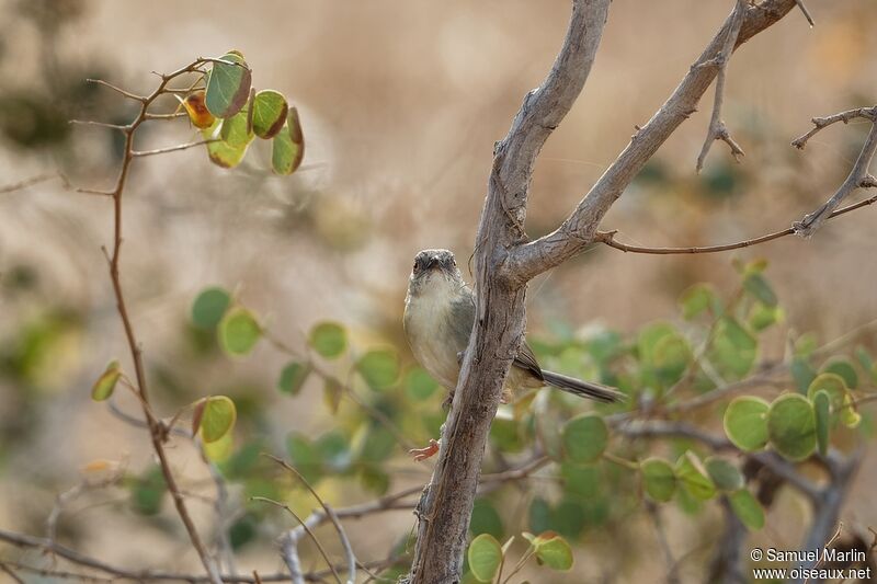 Prinia forestièreadulte