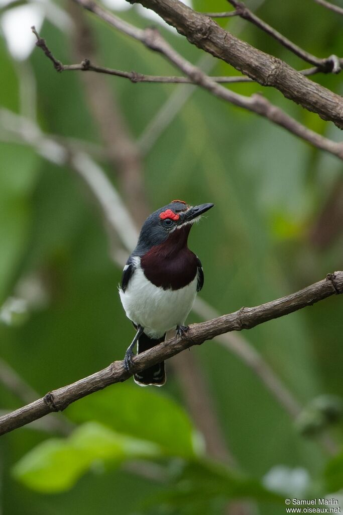 Brown-throated Wattle-eye